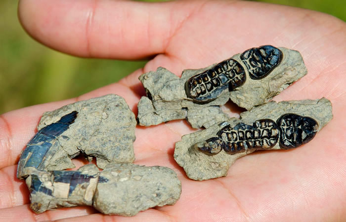 ����Kimbetopsalis simmonsae�����Ƿǳ����꣬ȴû�б�ƽ��β���������о���������������������ǿ�������Ҵ��ڿ������ʱ�ڡ�