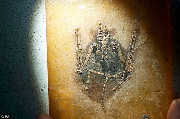 ����������������������֣������Ʒֱ�Ϊ����������ͺ�˼�ǹ�������Ҳ����֪������������