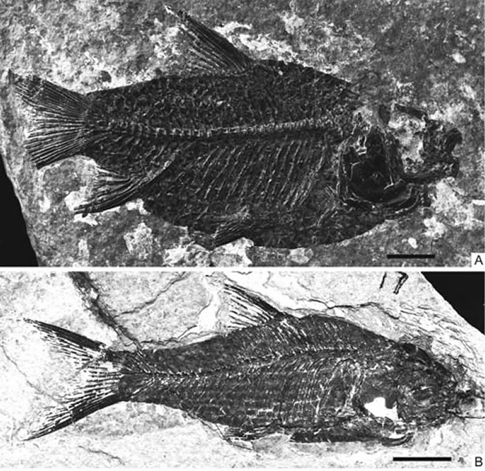 ���������㣨Jianghanichthys hubeiensis���걾�����깩ͼ��