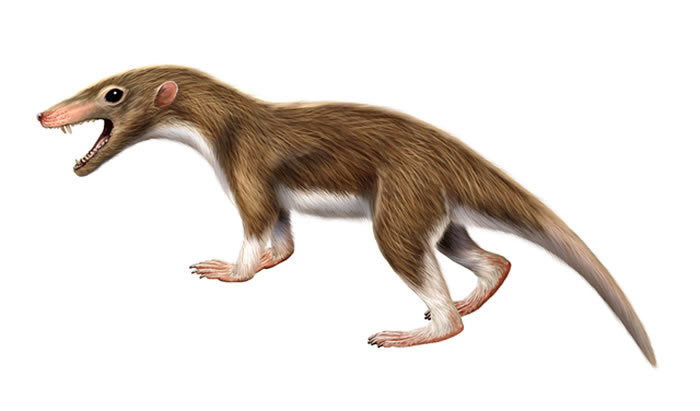 ����ʱ����С�Ͳ��鶯��Spinolestes xenarthosus��ԭͼ