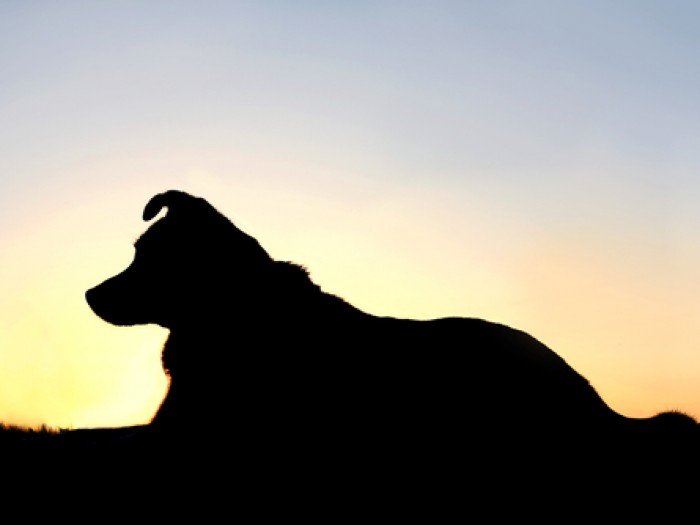 ��������1.5����ǰ������ѱ������ ����ѱ��������