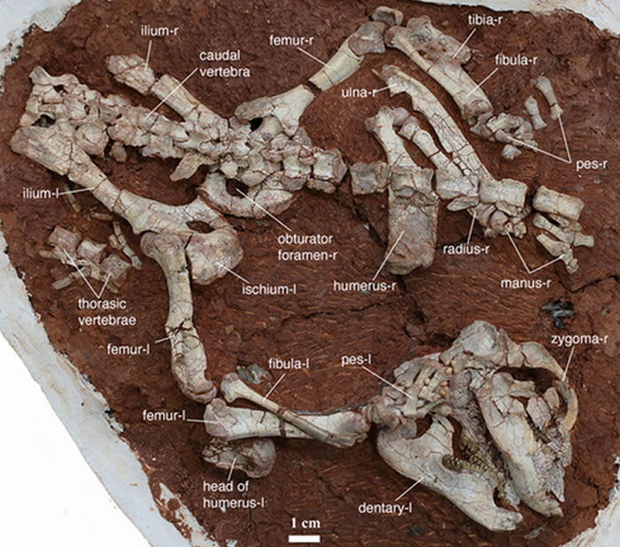 ���Ϸ��ֿ�������ǰ���鶯���ԭԥ���ޡ�����������������������