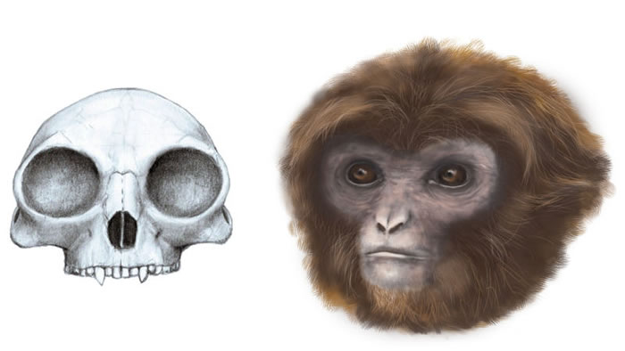 �鳤�ද��Pliobates cataloniae��ԭͼ