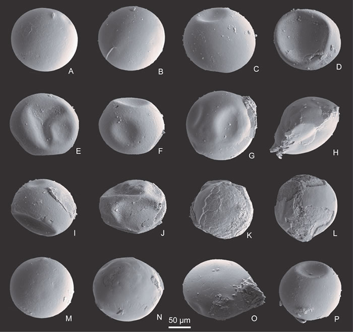 ��ά���屣��Ķ���Ҷ֫���ѻ�ʯ