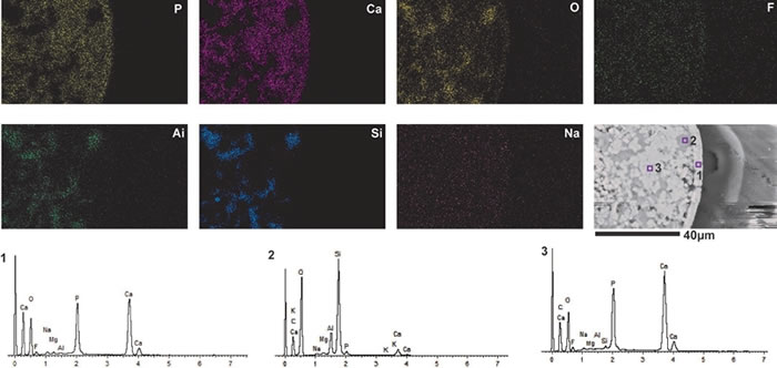 ��Ҷ֫���ѻ�ʯ����΢��Ƭ����Ԫ��ɨ��������