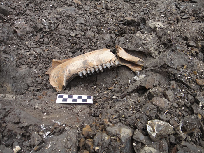 ��������ʯ����״̬