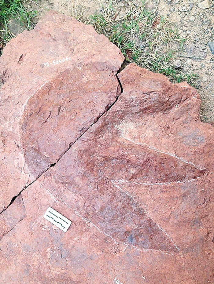 �㽭��Ȼ������о��Ŷ��ڻ�ʯ�����߰��������㻯ʯ��λ���ֿ����㼣��ʯ