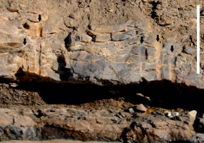 Ų��˹�߶�����Ⱥ���Ϸ���3.8����ǰʷǰɭ�ֻ�ʯ