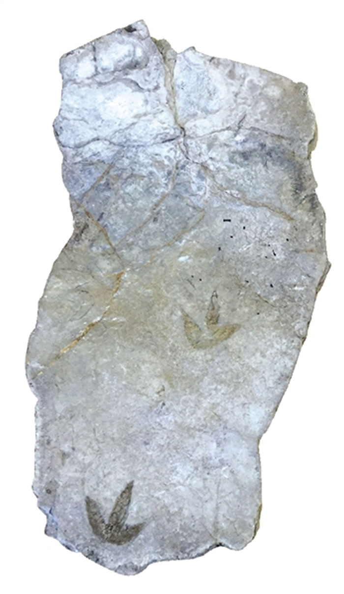 �����״η��ֿ����㼣��ʯ