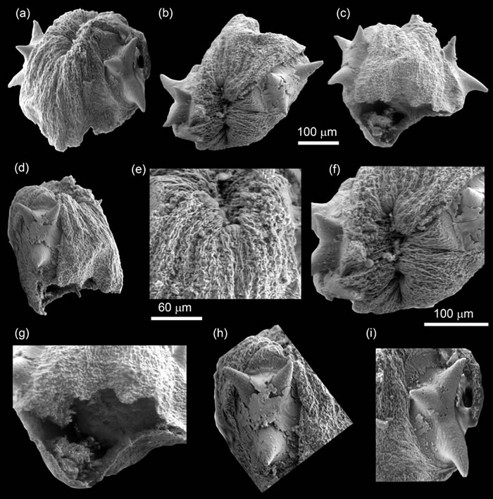 ������ʼ���׳�ĸ�ģ�걾