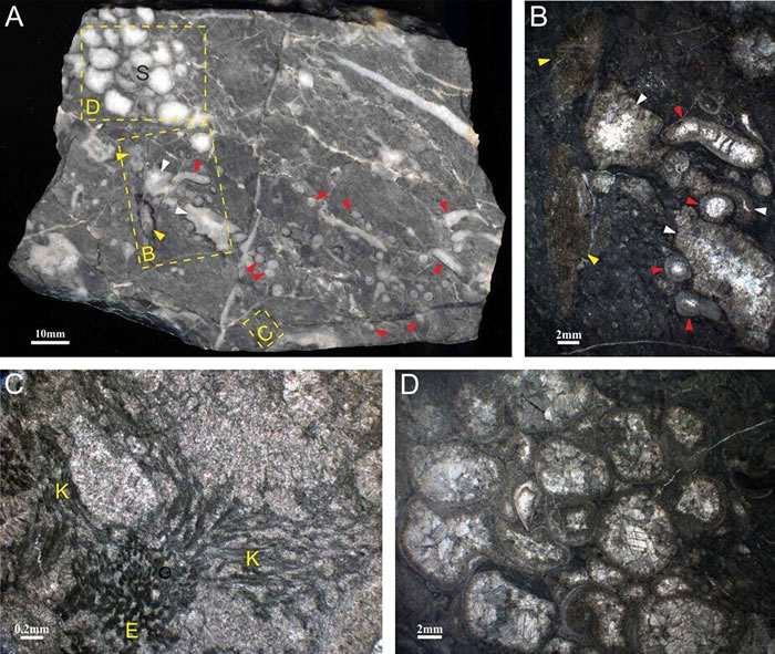 礁灰岩的抛光面和薄片. A) 珊瑚-串管海绵-微生物綁结岩抛光面. B-D) 抛光面中不同区域的薄片显微照片。