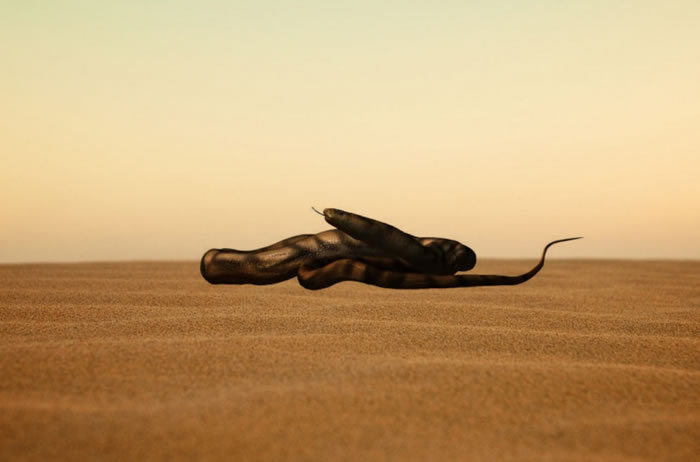 ڰ͢İѼͿDinilysia patagonicaԭͼ