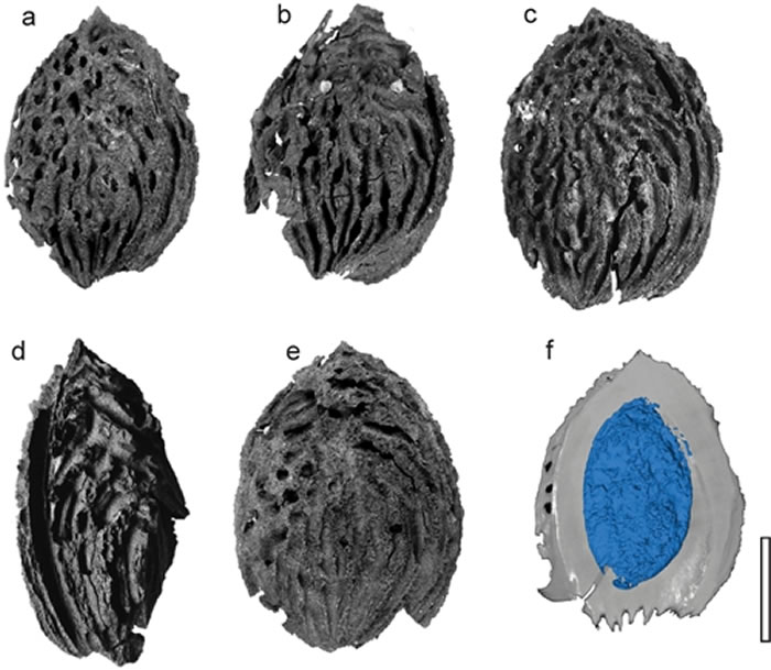 ������(Prunuskunmingensis T. Su, P. Wilf et Z.K. Zhou)