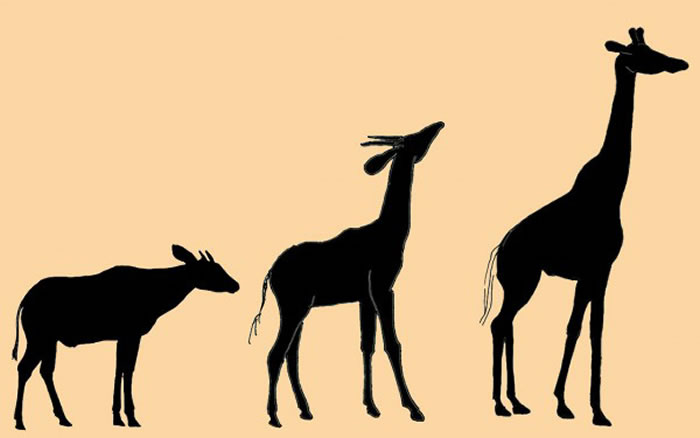 当代长颈鹿的古代祖先是一个古怪生物