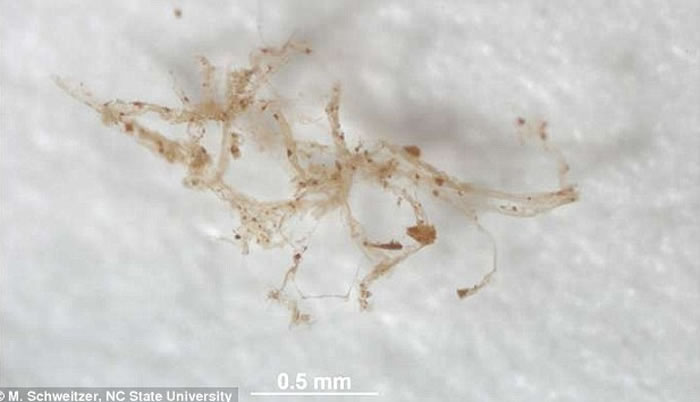 ��ѧ�������о�֤ʵ8000����ǰ����������ʯ�д�����Ѫ����֯�����ǽ�����֯���ִ����൰������֯���жԱȻ������֡�