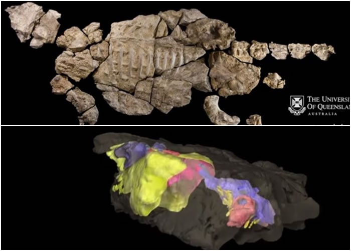 ��ѧ�Ҷ�Kunbarrasaurus�ĺ��ǣ���ͼ������3D���鹤�̣���ͼ����