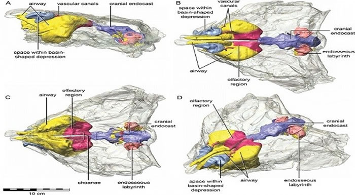 �ڶ����ڹ���¿���Kunbarrasaurus