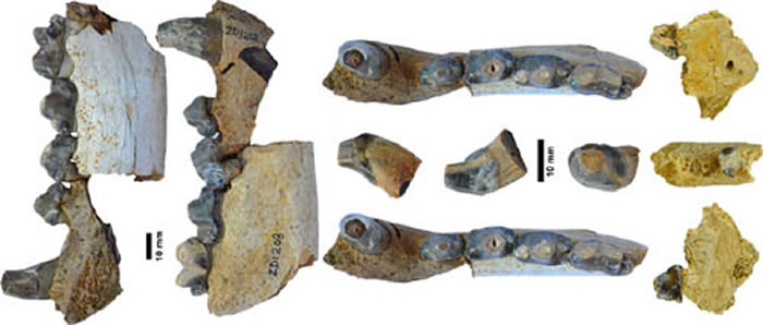 ͼ 3 ������ص�����Ү���°��๷��Pliocrocuta perrieri����ʯ�����Ͼ��ܺ����飬��Ȼ���кܸߵ��о���ֵ��(��ǿ��ͼ)