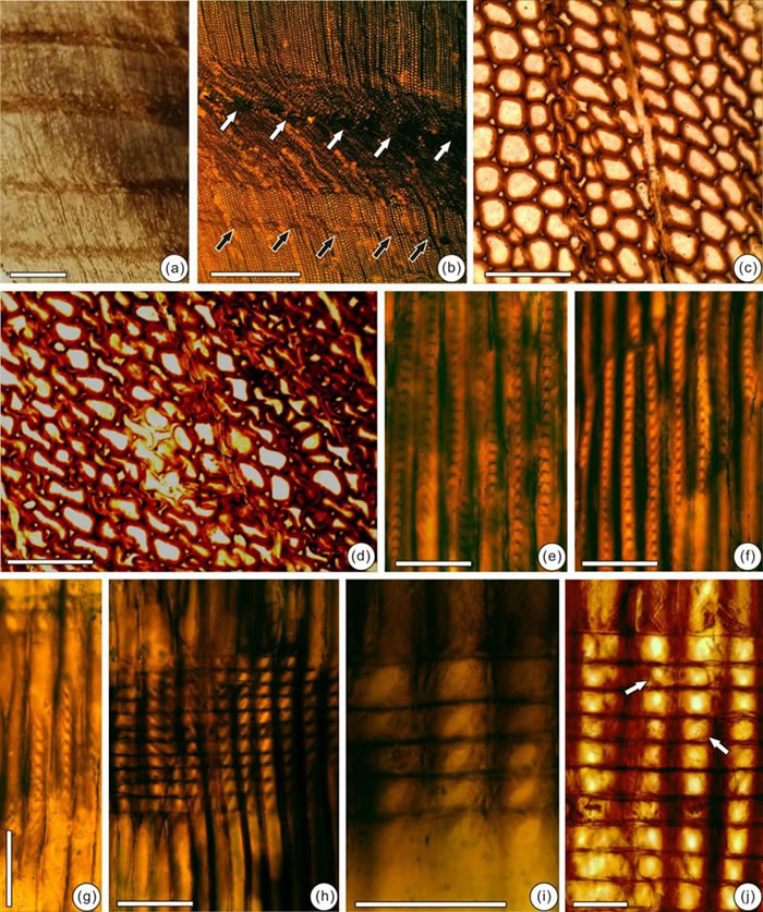 辽西建昌地区侏罗纪发现的原始落羽杉型木(新种)木化石及其解剖构造特征