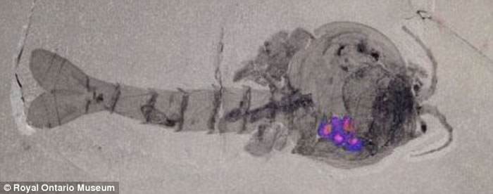 ��ѧ����������Ϻ�Ļ�ʯ�з���Ϻ�ѣ���ɫ���֣���