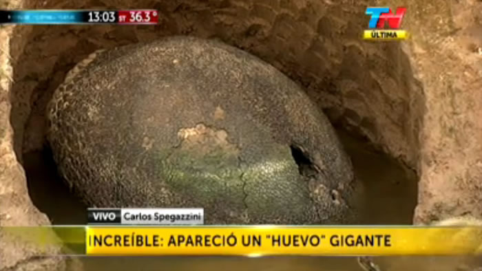 阿根廷小溪中发现直径2米的史前雕齿兽甲壳化石