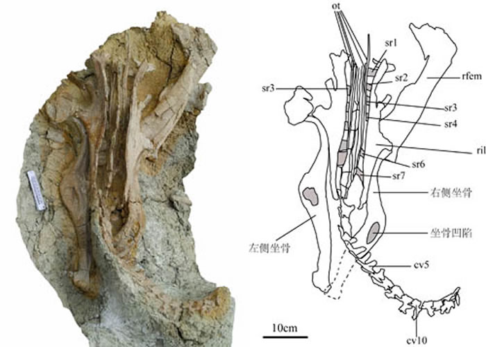 ͼ2��������������ͱ걾����ͼ (��һ����ͼ)