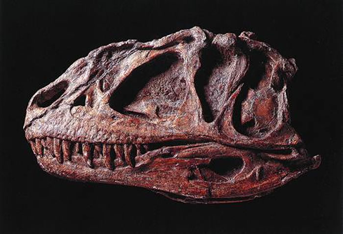 ����������ͷ�ǻ�ʯ