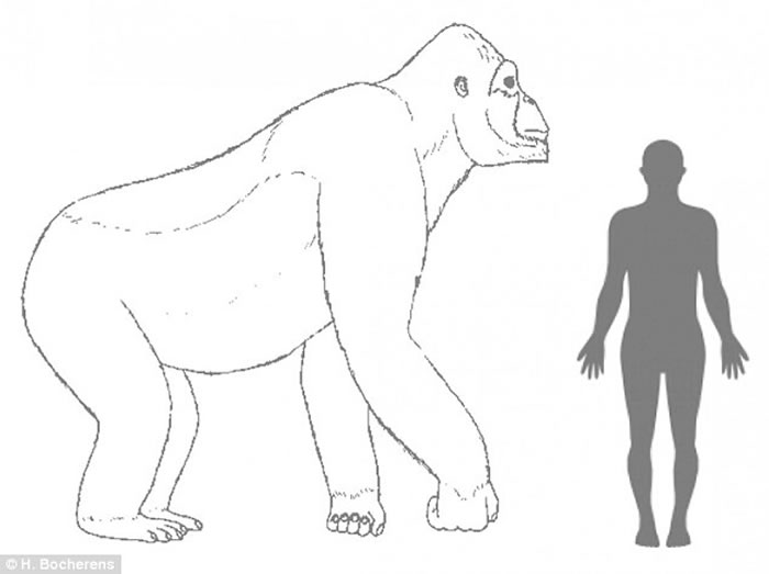 生活在10万年前的远古巨猿由于当时气候变迁,许多森林成为大草原,从而失去了栖息环境和食物来源,最终它们灭绝消失。