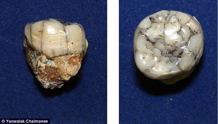 科学家分析了巨猿的牙釉质,发现巨猿的生活环境仅限于森林地区。