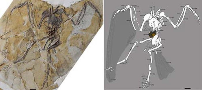 ֱצ�������ͣ�������ͼ��