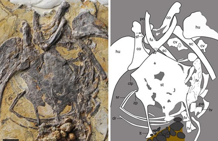 ֱצ�������������عǣ�������ͼ��