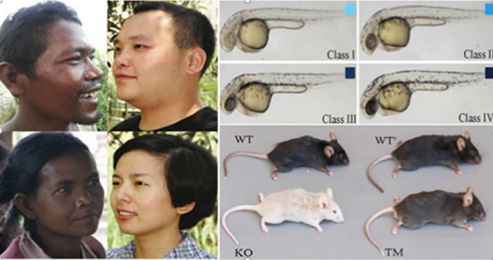 �й���ѧ�ҷ��ֶ�����Ⱥ��ɫ��ǳ�ķ��ӻ���