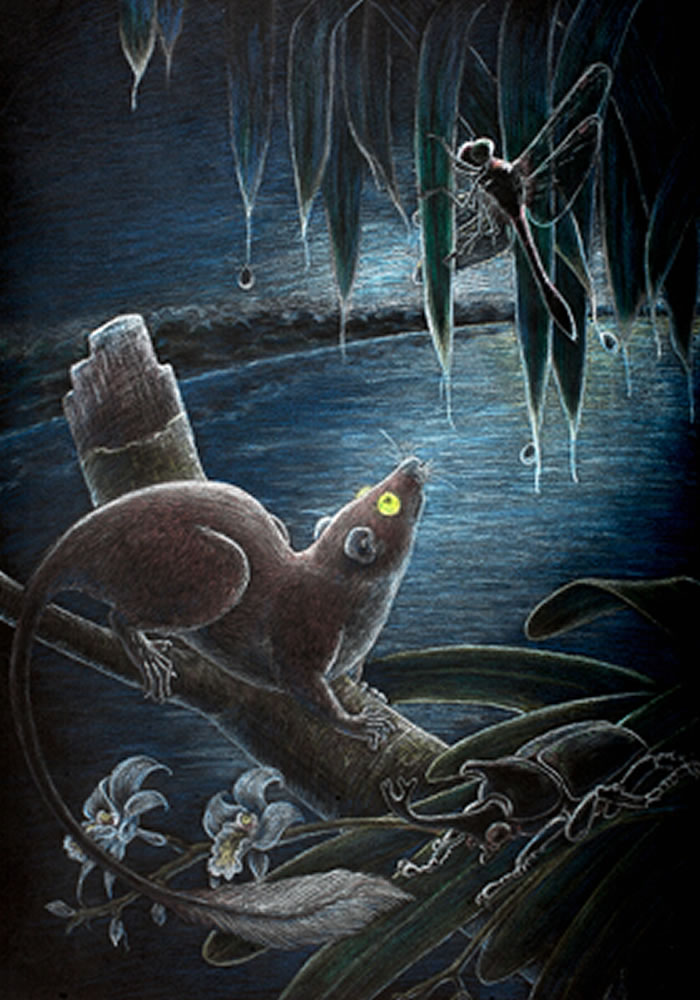 ����������Ptilocercus kylin����ԭͼ