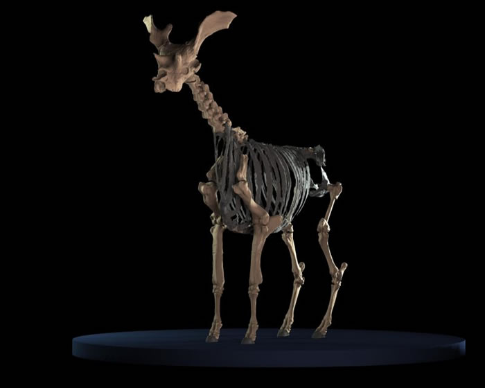 3D扫描技术在屏幕上“复活”长颈鹿的远房亲戚 地球史上体型最大的反刍动物