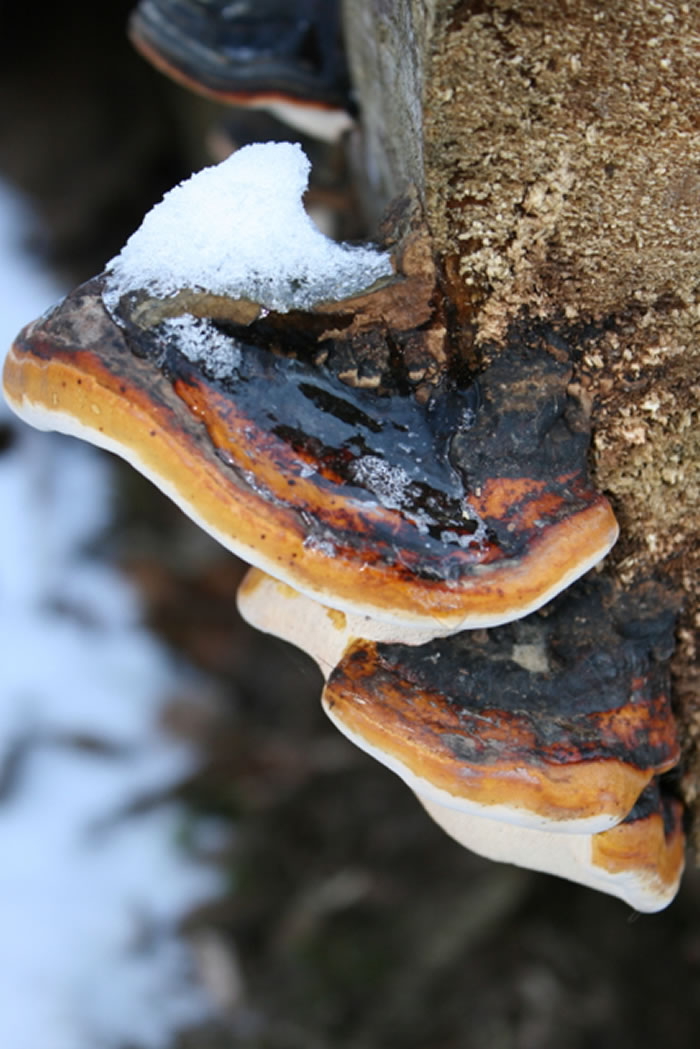 ������ʷ������Ҫ��ú�γ�ʱ�ںܿ��ܷ�ӳ���ȴ���������ʱ�ڵĹ���