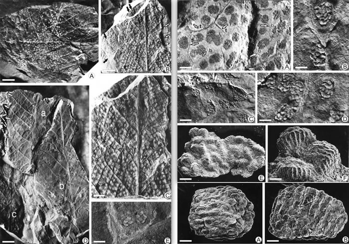 倒卵形格子蕨(Clathropteris obovata)生殖叶片、孢子囊群、孢子囊特征