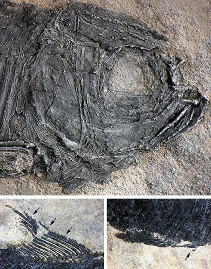 ����ά��˹������Եڶ�����(���Թ�ͼ)