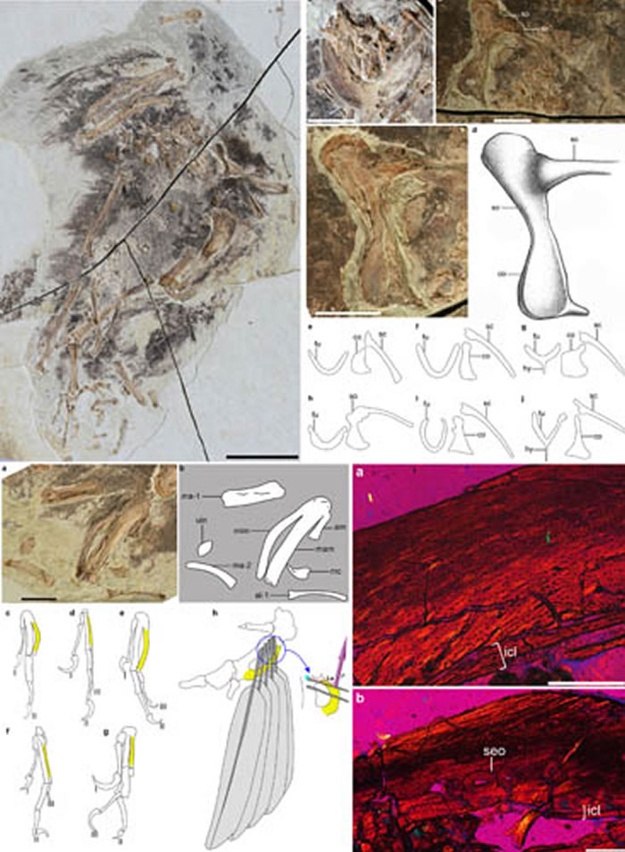 ֣�����������ͱ걾����������ļ�����ֲ���������̬�Աȼ������������Ƭͼ��������ͼ��