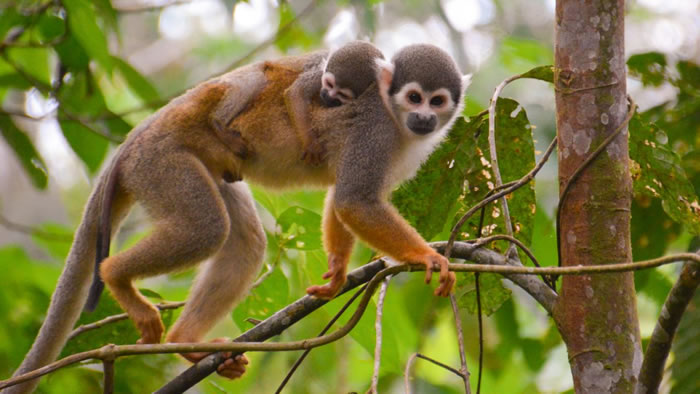 ����ѷ���ַ��ֵ��»�ʯ������������4000����ǰ����ľ���ӷ��޵ִ�������