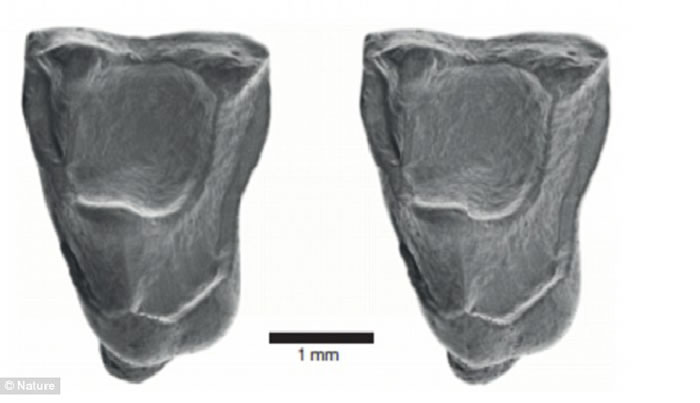 ����ѷ���ַ��ֵ��»�ʯ������������4000����ǰ����ľ���ӷ��޵ִ�������