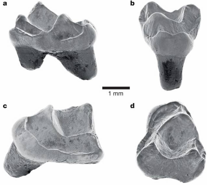����ѷ���ַ��ֵ��»�ʯ������������4000����ǰ����ľ���ӷ��޵ִ�������