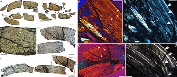 ���ǹ�������������֯��Ƭͼ��������ͼ��