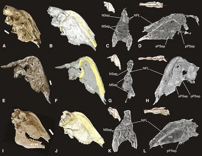 Rusingoryx���ر�ǻ��Ȼ�������ද��Ѽ�����ı�ǻ����