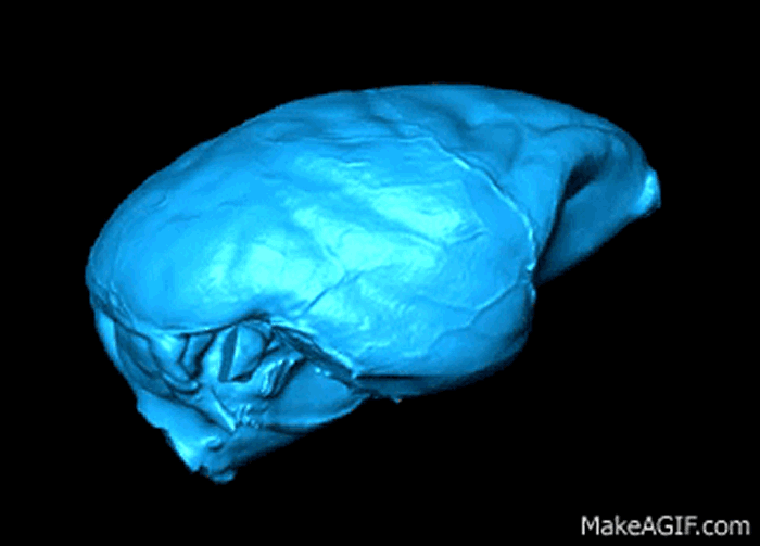 �´�½�������״�Ľ���