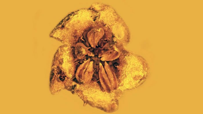 1500万年前琥珀中发现已灭绝的有毒马钱属植物