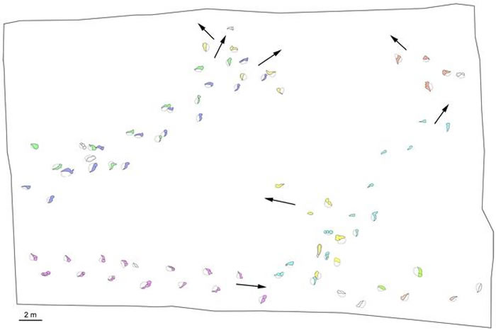 镰刀状足迹的多道行迹