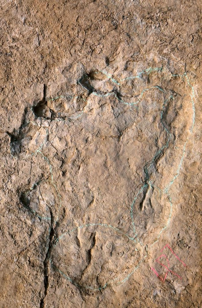 普通的蜥脚类足迹