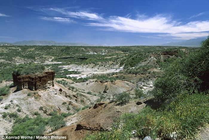 植物分子化石揭示坦桑尼亚Olduvai峡谷早期人类栖息地细节
