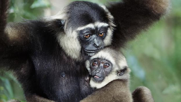 ����Գ���̻�õ���ĸ˫���Ĺ�ͬ�չ�