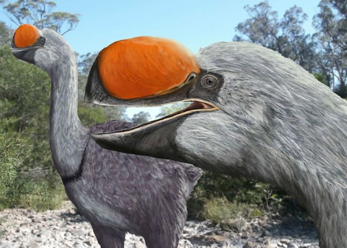 Dromornis murrayi����ë��С��򼰴��죬����ʳ�����ࡣ